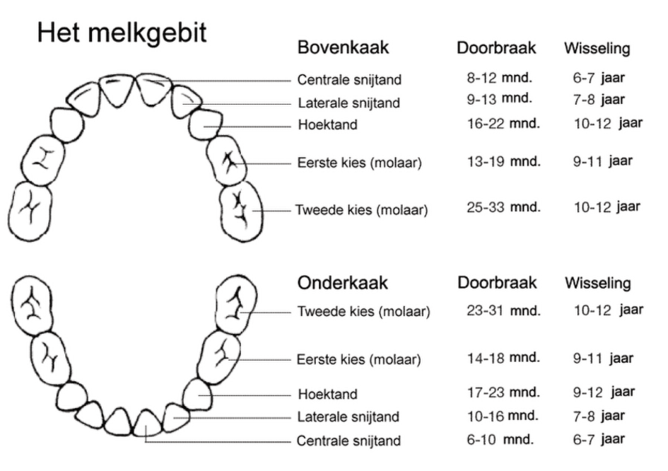 doorbraak schema melkgebit